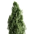  Majestic Cypress Oak Tree Growth 3D model small image 3