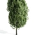  Majestic Cypress Oak Tree Growth 3D model small image 4