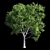 Premium Platanus Acerifolia Tree 3D model small image 1