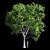 Premium Platanus Acerifolia Tree 3D model small image 5