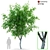 Scanned Pear Tree with Detachable Leaves 3D model small image 1