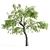 Sour Cherry Tree - Blossoming Beauty for Your Garden 3D model small image 2