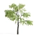 Sour Cherry Tree - Blossoming Beauty for Your Garden 3D model small image 3