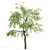 Sour Cherry Tree: Tall, Vibrant, and Delicious 3D model small image 3