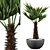 Stunning Chamaerops Palm for Your Collection 3D model small image 1