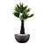 Stunning Chamaerops Palm for Your Collection 3D model small image 2