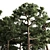 Nature's Duo: Two Majestic Pines 3D model small image 3