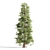 Tall Cedar Trees for Landscaping 3D model small image 3