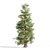 Tall Cedar Trees for Landscaping 3D model small image 4