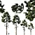 Douglas Fir Tree Set 3D model small image 1