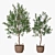 Classic Olive Tree Set 3D model small image 1