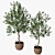 Classic Olive Tree Set 3D model small image 2