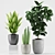 207 Greenery: Aspidistra, Rubber & Sansevieria 3D model small image 2