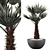 Tropical Chamaerops Palm Tree 3D model small image 1