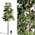 Tall Scots Pine 15m 3D model small image 1