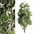 Tall Scots Pine 15m 3D model small image 2