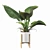 Lush Philodendron Imperial Green 3D model small image 3