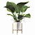 Lush Philodendron Imperial Green 3D model small image 4