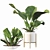 Lush Philodendron Imperial Green 3D model small image 5