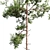 Russian Scots Pine 5-Tiered Polys 3D model small image 2