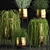 Exotic Indoor Plant Collection 3D model small image 2