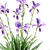 Vibrant Bearded Iris | Germanica Iris 3D model small image 4