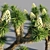  Joshua Tree Collection: 5 Varied Trees 3D model small image 5