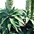 Agave Attenuata: Elegant Succulent for Polys 3D model small image 4