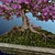 Miniature Sakura Bonsai 3D model small image 5