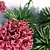 Coastal Beauty: Gymea Lily 3D model small image 4