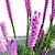 Colorful Liatris Spicata Variations 3D model small image 5