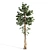 Tall Pines Collection: 4 Stunning Trees 3D model small image 2