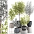 Exotic Eucalyptus Tree Set 3D model small image 1