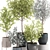 Exotic Eucalyptus Tree Set 3D model small image 3