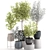 Exotic Eucalyptus Tree Set 3D model small image 4