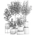 Exotic Eucalyptus Tree Set 3D model small image 5