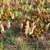 Dryland Oasis - 6 Plants 3D model small image 1