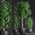 Tropical Plant Collection: Exotic Indoor Ficus Benjamin Trees 3D model small image 1