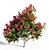 Colorful Photinia: Petite Shrub 3D model small image 4