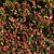 Vibrant Photinia Fraseri Hedge 3D model small image 3