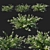 Symphoricarpos Berry Bush - White Wonderland 3D model small image 1