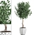 Tropical Ficus Benjamina in White Pot 3D model small image 1