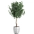 Tropical Ficus Benjamina in White Pot 3D model small image 2