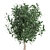 Tropical Ficus Benjamina in White Pot 3D model small image 3