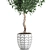 Tropical Ficus Benjamina in White Pot 3D model small image 4