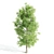Polyglamorous Tree Trio 3D model small image 2