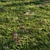 Meadow Bliss: Lush Grassland 3D model small image 6
