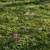 Meadow Bliss: Lush Grassland 3D model small image 16