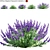 Exquisite Nepeta Faassenii Plant 3D model small image 1