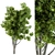 Title: Broadleaf N2 Tree Seeds 3D model small image 1